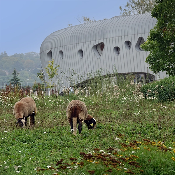 Éco-pâturage - campus Illberg, Mulhouse - UHA